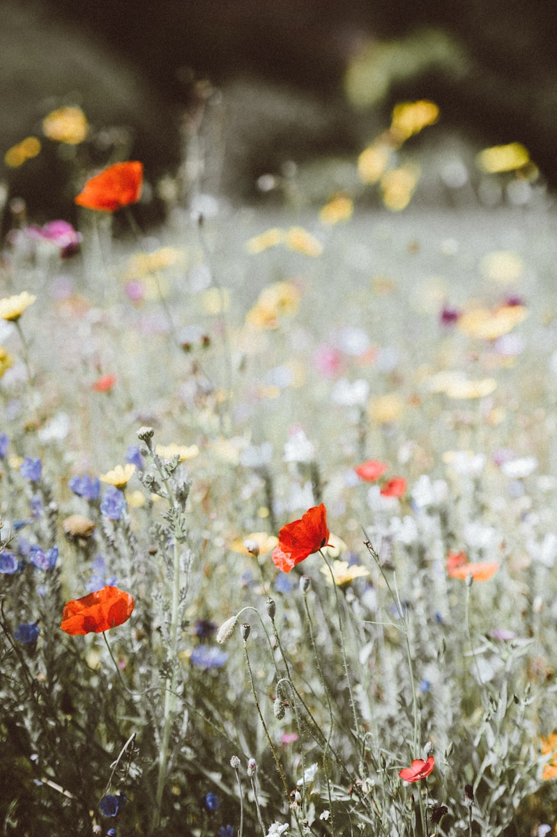 selective focus photography of red petaled flower