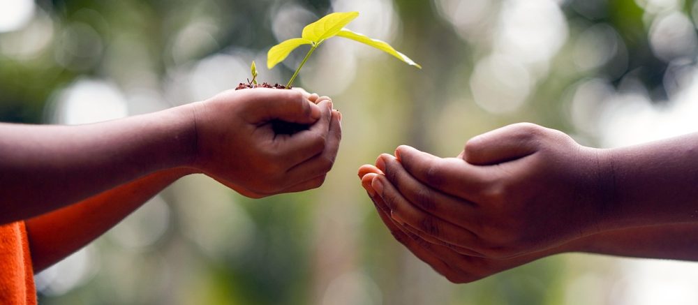 hands, soil, plant, environment, growth, nature, dirt, agriculture, tree, care, seedling, protection, seed, cultivated, sapling, gardening, hope, idea, concept, humans, people, share, help, giving, passing, seedling, share, share, giving, giving, giving, giving, giving