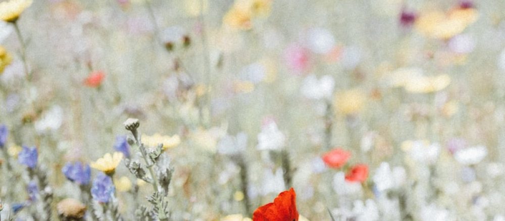 selective focus photography of red petaled flower