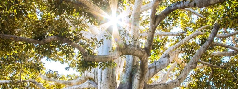 sun light passing through green leafed tree