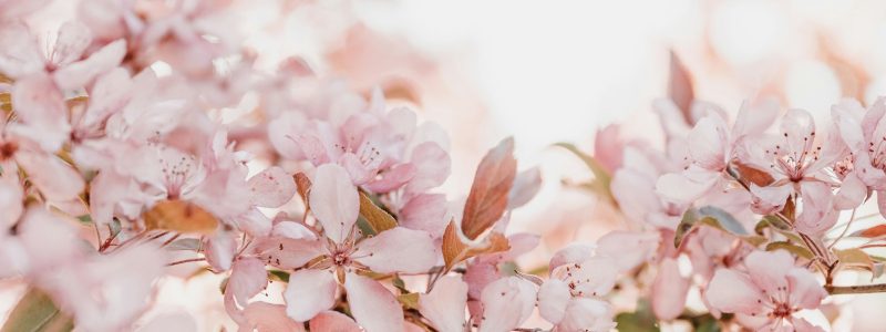 Pink blossoms burst into a beautiful spring display.