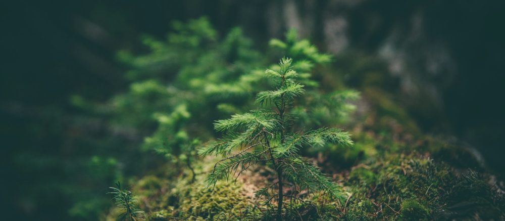 selective photography of green leaf plant